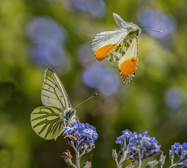 Green-Veined White and Orange Tip (Explored - Thank You!)