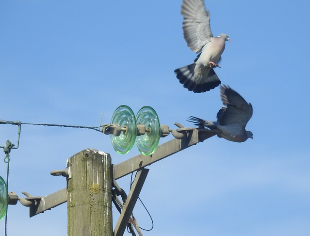 Wood Pigeon Wars - Sparks Fly On Power Pole