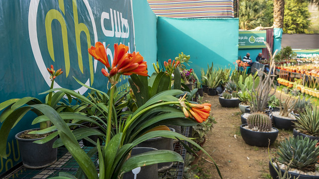 Inside Egypt's Spring Flowers show 2022