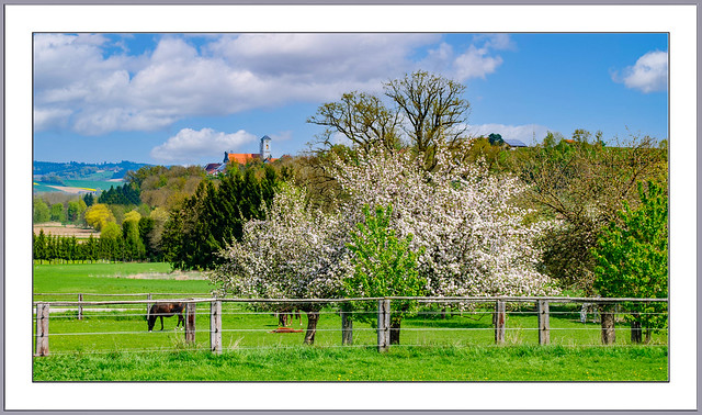 Frühling und Baumblüte in der Pferdekoppel. Im Hintergrund das Kloster Asbach, Ortsteil des Marktes Rotthalmünster im niederbayerischen Landkreis Passau.