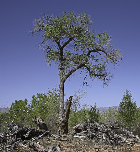 Cottonwood Tree on Easter Sunday, 2022