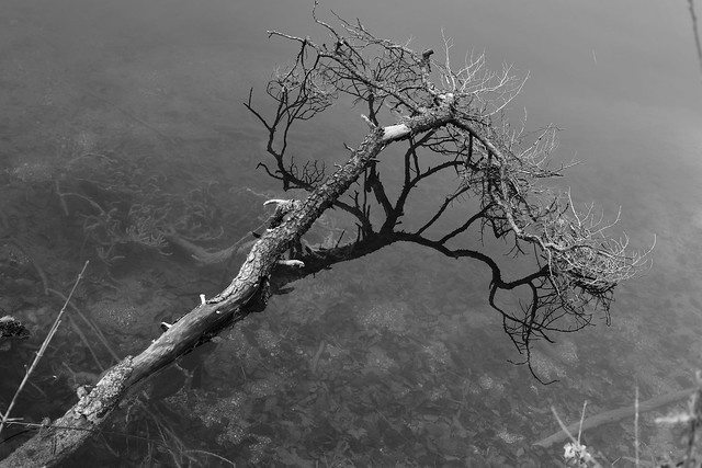 mystical Tree in a Lake.....