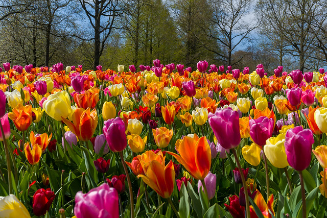 tulips from the Keukenhof park