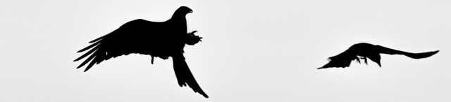 The Kite VS the Crow #2 Silhouette
