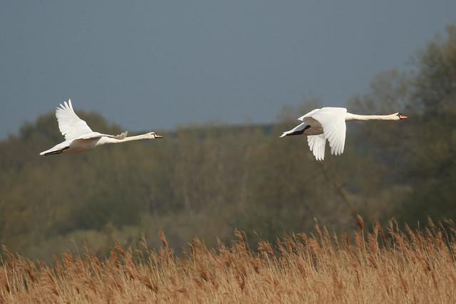 Mute Swan over the Reed Bed.