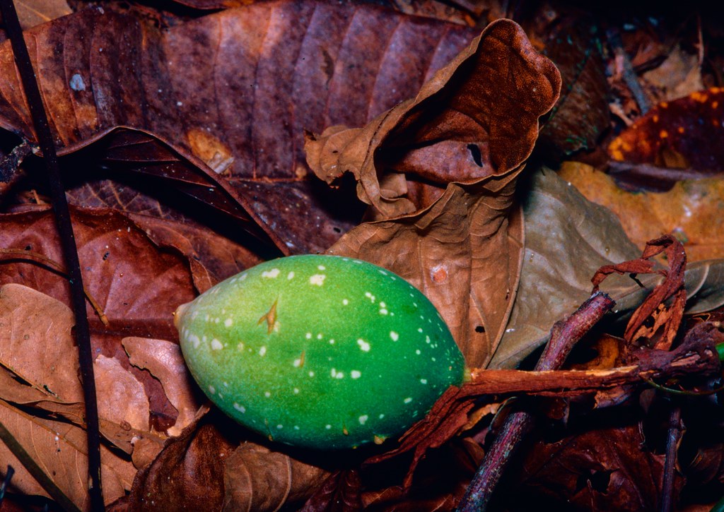 Costa Rica: Frucht der   Passionsfrucht, Passiflora coccinea