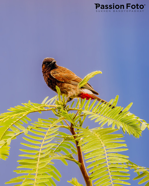 Red-vented-Bulbul-HDR