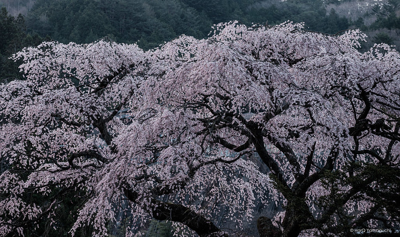 KUROFUNE Cherry Blossom