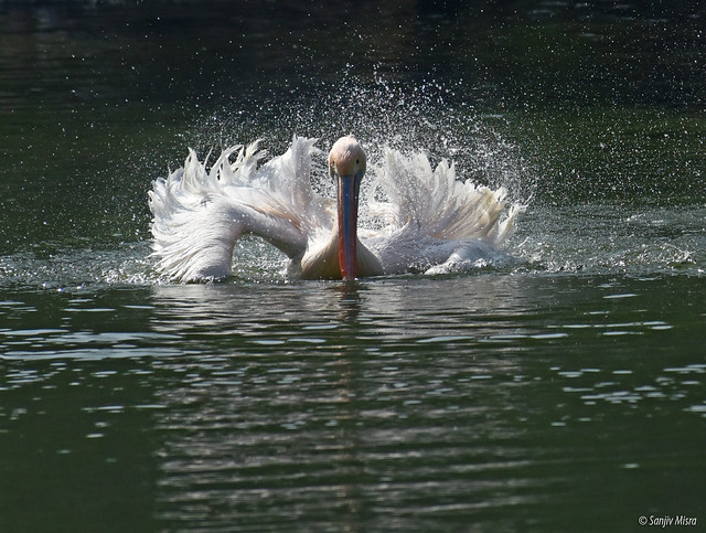 Pelican-large water bird