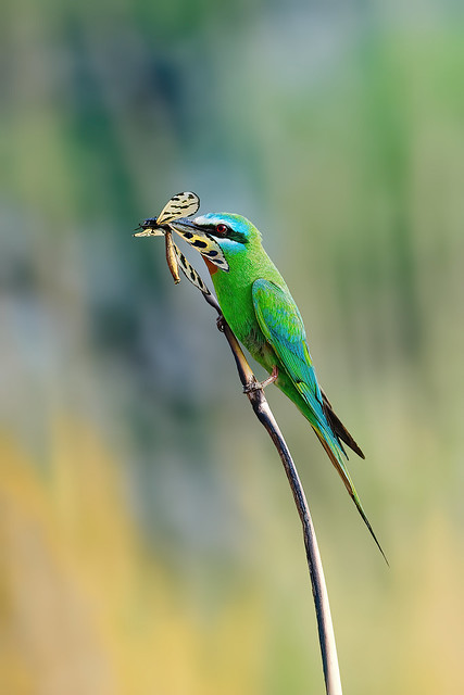 Blue-Cheeked Bee-Eater (Merops Persicus) W Insect