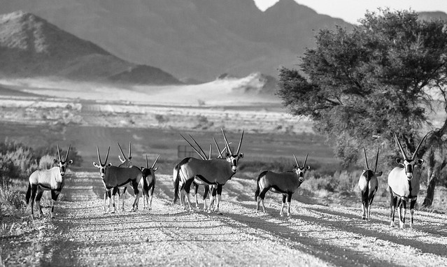 Oryx on the Road-9121