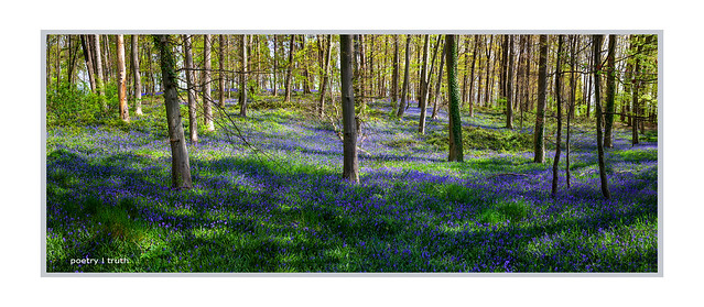 Bluebell Forest . . .