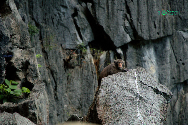 Hi stranger!!! On a small island in Halong Bay (Vietnam), this guy was resting.