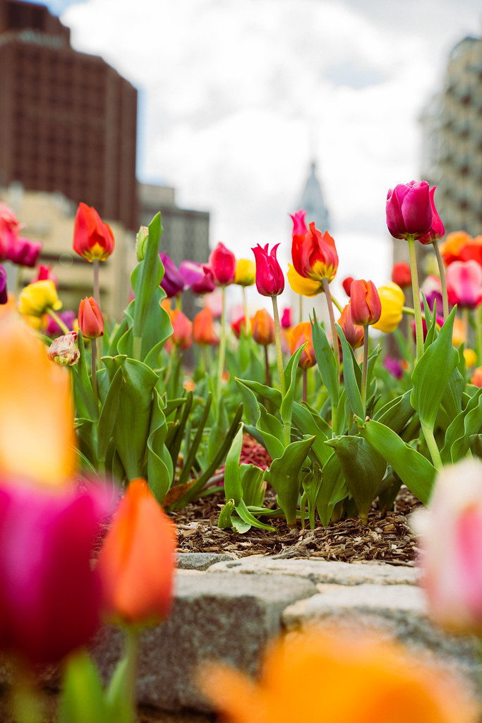 Spring In Pittsburgh 22.04.19 Spring Scenery on the Parkway | tulips along the pa… | Flickr