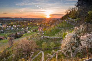 Frühling in den Pillnitzer Weinbergen - Spring in the Pillnitz vineyards