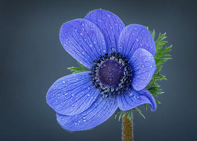 Blue 'poppy' anemone