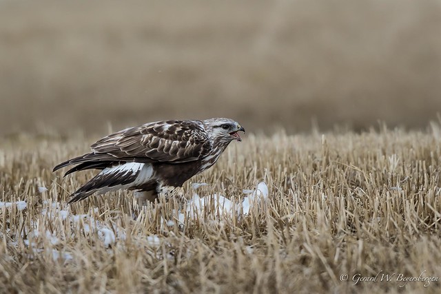 Rough-legged Hawk - At Lunch