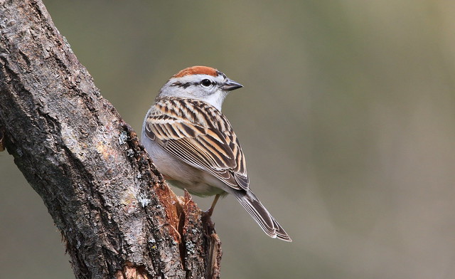 Chipping Sparrow /Bruant familier ( Diane )