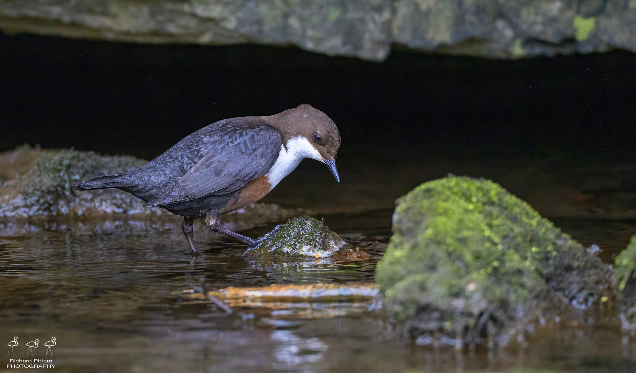 Dipper - difficult to meter against a black cave entrance
