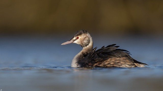 Great Crested Grebe.