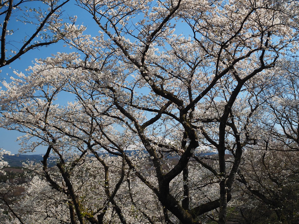 Mt.chokai behind the cherry blossom tree