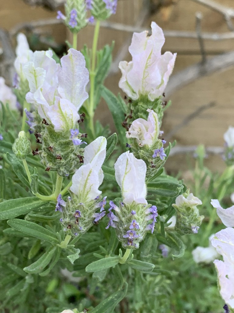 white lavender 2022