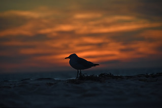 Sunset gull