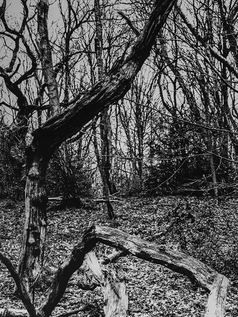 Hyons Wood, Walker Titan SF with Rodenstock 150mm, Ilford Ortho Plus in Perceptol. Silver Gelatin Print, Ilford MG RC Satin Paper