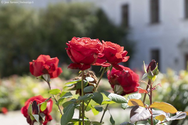 Ruusuja Altes Schlossin luona