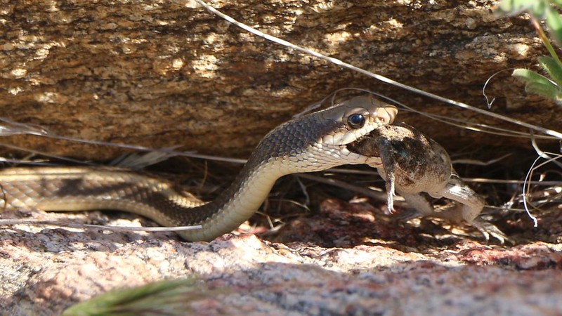 I caught a Garter Snake eating a Blotched Lizard along the PCT - he was worried that I might take it from him!
