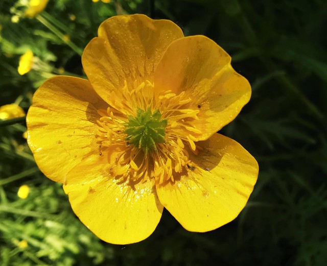 Buttercup - Light and Shade