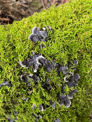 dog.pelt.lichen