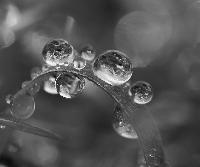 Perles de pluie
