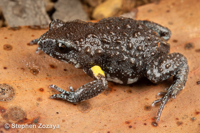 Dendy's broodfrog (Pseudophryne dendyi)