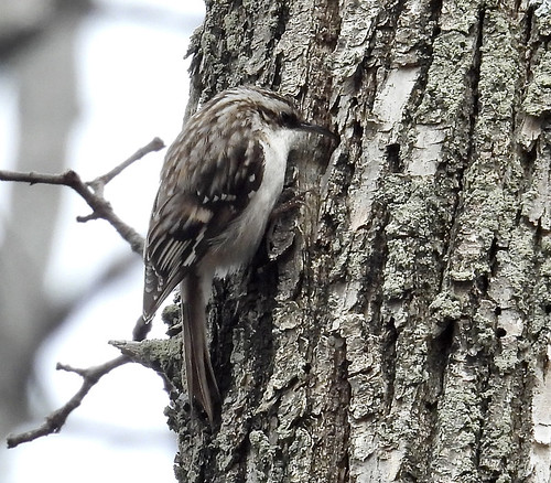 Brown Creeper - Firehouse Woods - © Eunice Thein - Apr 18, 2022