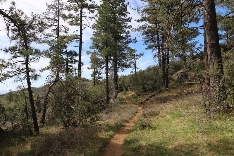 Once the Pacific Crest Trail was south of Mount Laguna the tall trees ended and it began to descend steadily