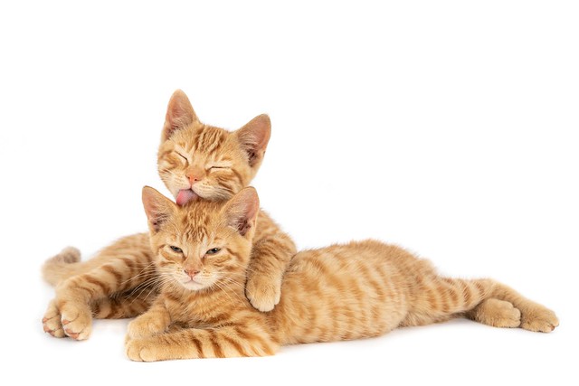 Closeup shot of one ginger cat hugging and licking the other isolated on a white background