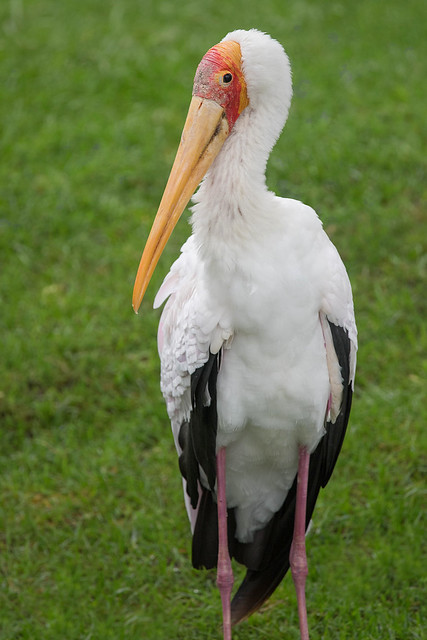 Yellow Billed Stork.