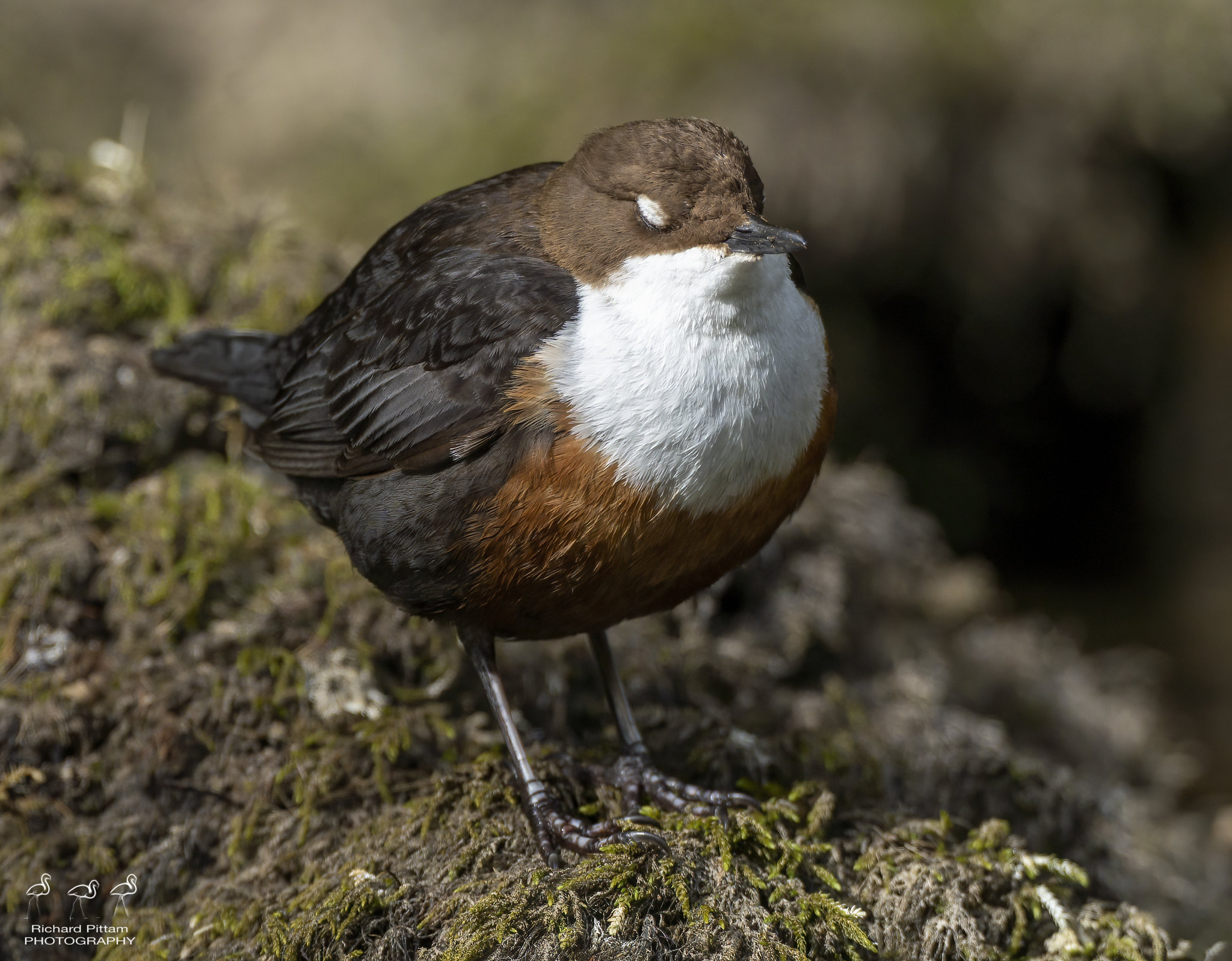 Dipper - catching some kip