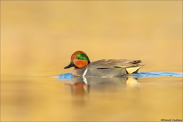 Golden Green-winged Teal
