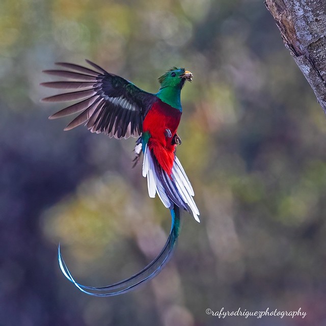 Quetzal Resplandeciente- Resplendent Quetzal- Pharomachrus mocinno
