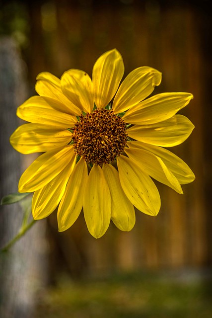 Stunning Sunflower Macro