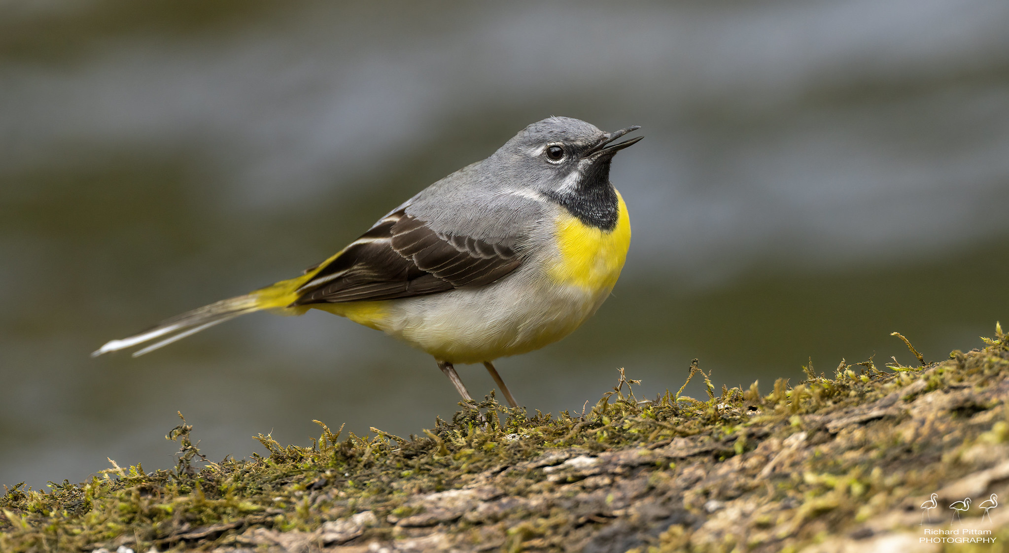 Grey Wagtail - I don’t think I’ve seen them with such a lemon yellow, but that’s what it was. A bright male I’m guessing….