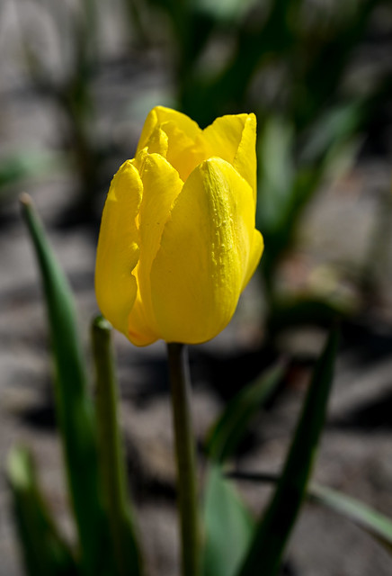 Tulip - Yellow
