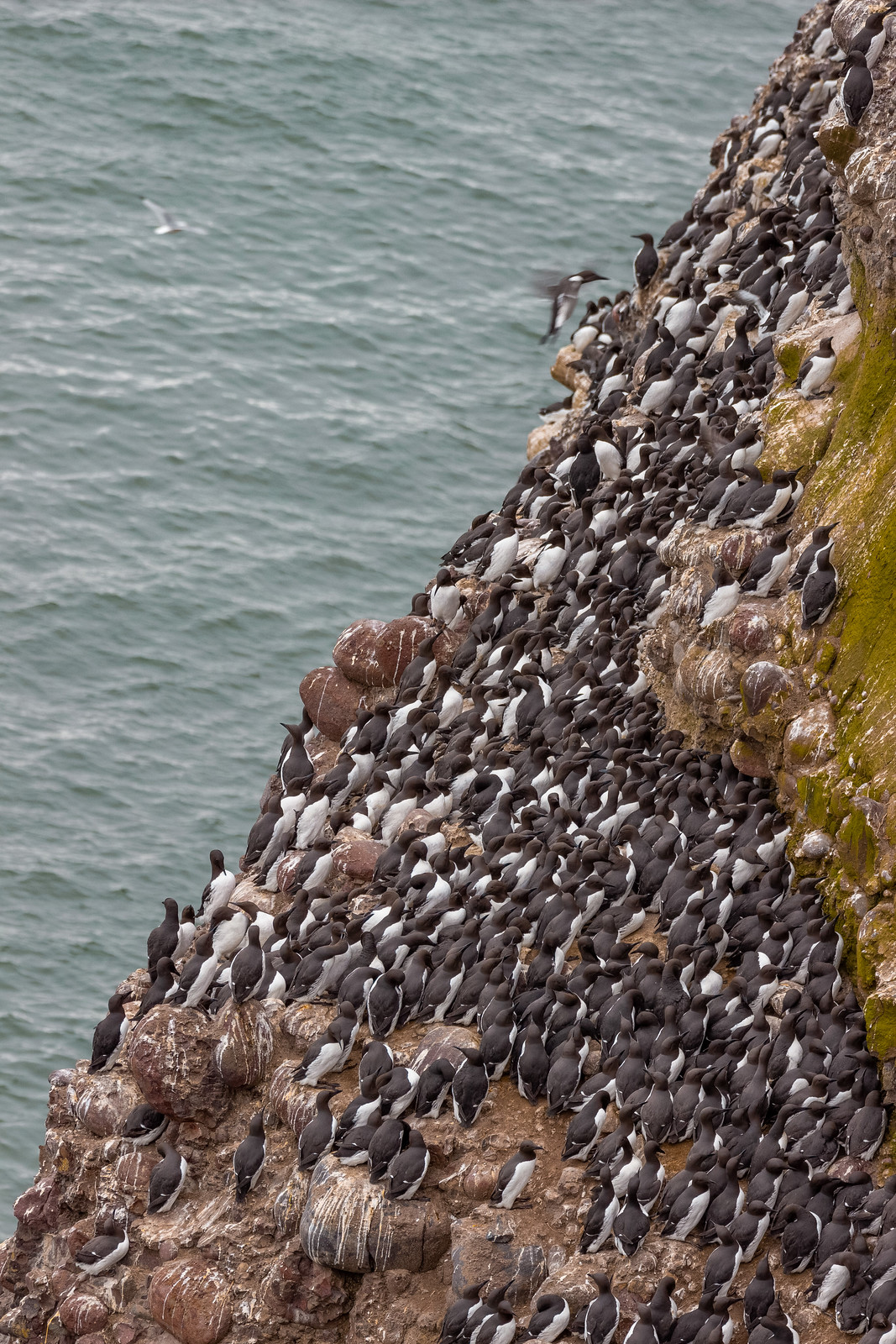 Hundreds of guillemots on the cliffs at RSPB Fowlsheugh, Aberdeenshire.