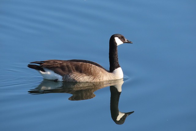 Canada Goose, Bolsa Chica Ecological Reserve