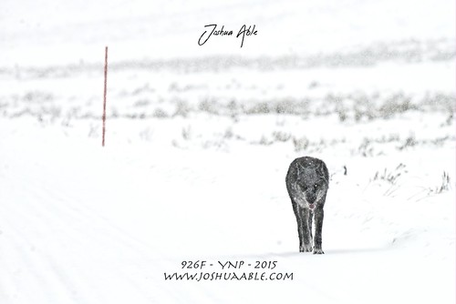 Wolves | by joshuaablez