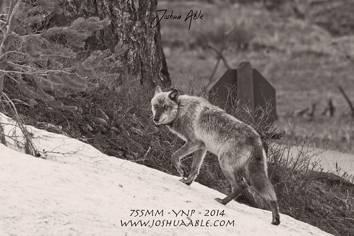 Wolves | by joshuaablez