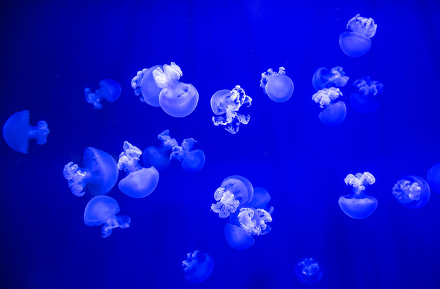 Jellyfish dance  - La danza de las medusas