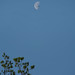 Morning moon (and avian astronaut)
